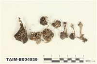 藏品(石蕊屬 )的圖片